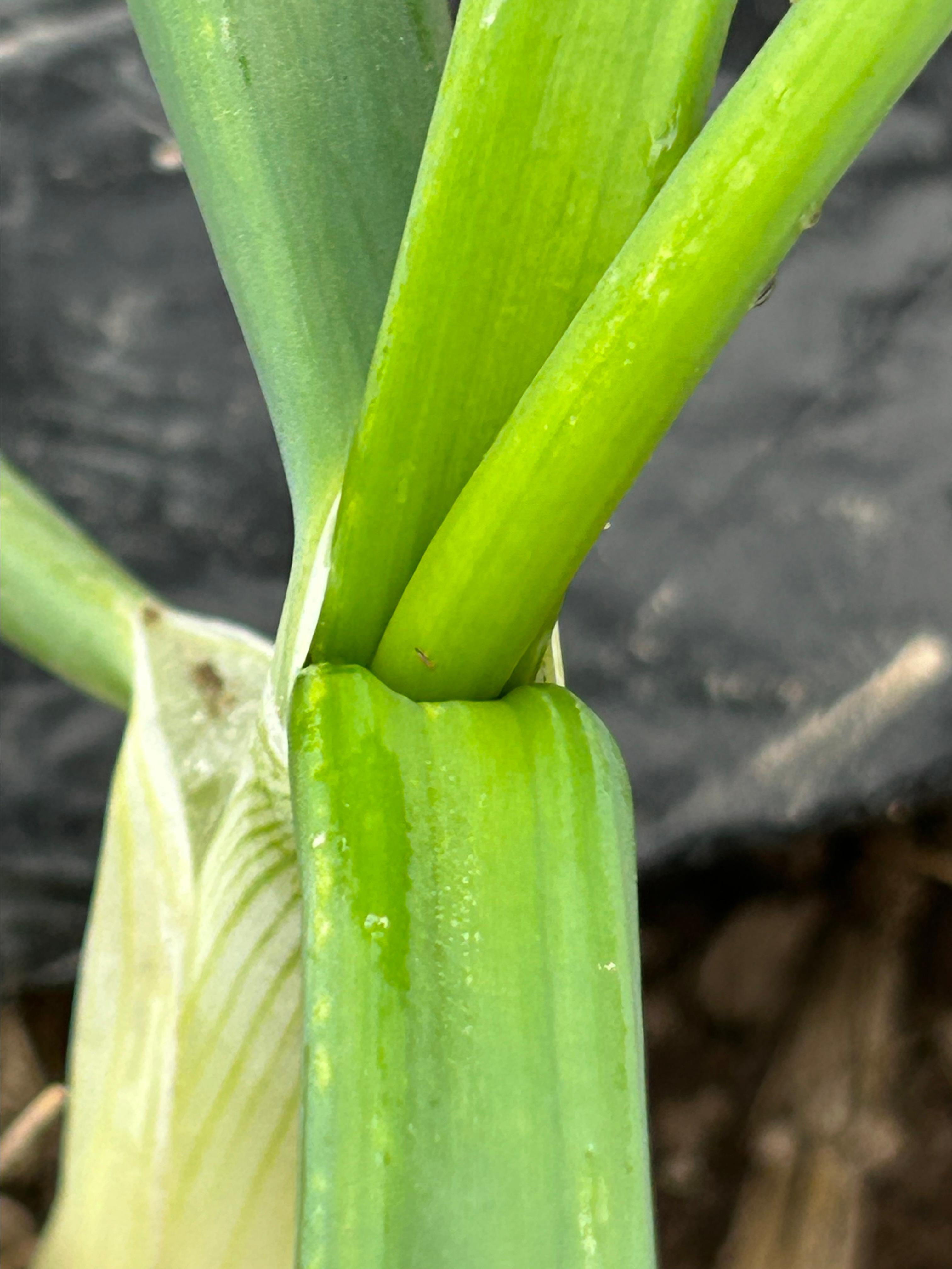 Onion thrips adult on onion transplant. 
